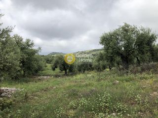 Αγροτεμάχια 11.100 τ.μ. για πώληση, Μεσσηνία, Αυλώνα-thumb-14