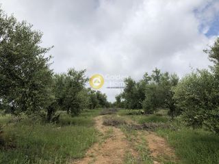 Αγροτεμάχια 11.100 τ.μ. για πώληση, Μεσσηνία, Αυλώνα-thumb-6