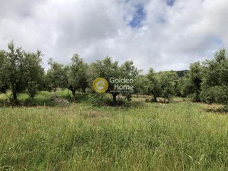 Αγροτεμάχια 11.100 τ.μ. για πώληση, Μεσσηνία, Αυλώνα-thumb-5