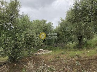 Αγροτεμάχια 11.100 τ.μ. για πώληση, Μεσσηνία, Αυλώνα-thumb-13