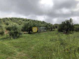 Αγροτεμάχια 11.100 τ.μ. για πώληση, Μεσσηνία, Αυλώνα-thumb-2