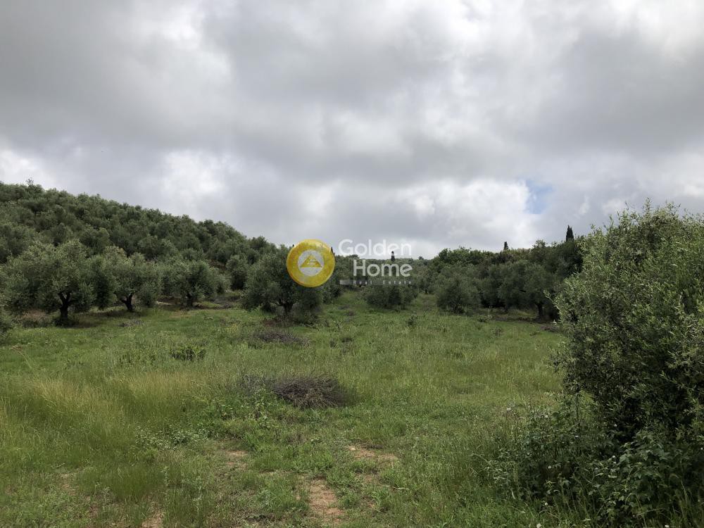 Αγροτεμάχια 11.100 τ.μ. πρός πώληση, Μεσσηνία, Αυλώνα