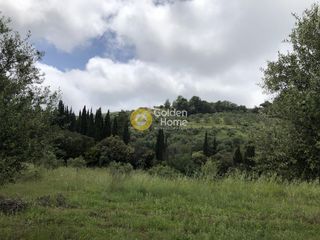 Αγροτεμάχια 11.100 τ.μ. για πώληση