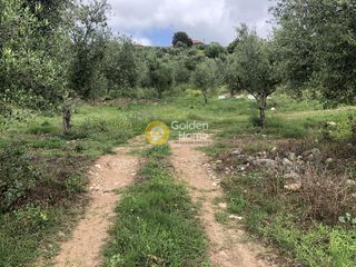 Αγροτεμάχια 11.100 τ.μ. για πώληση, Μεσσηνία, Αυλώνα-thumb-16