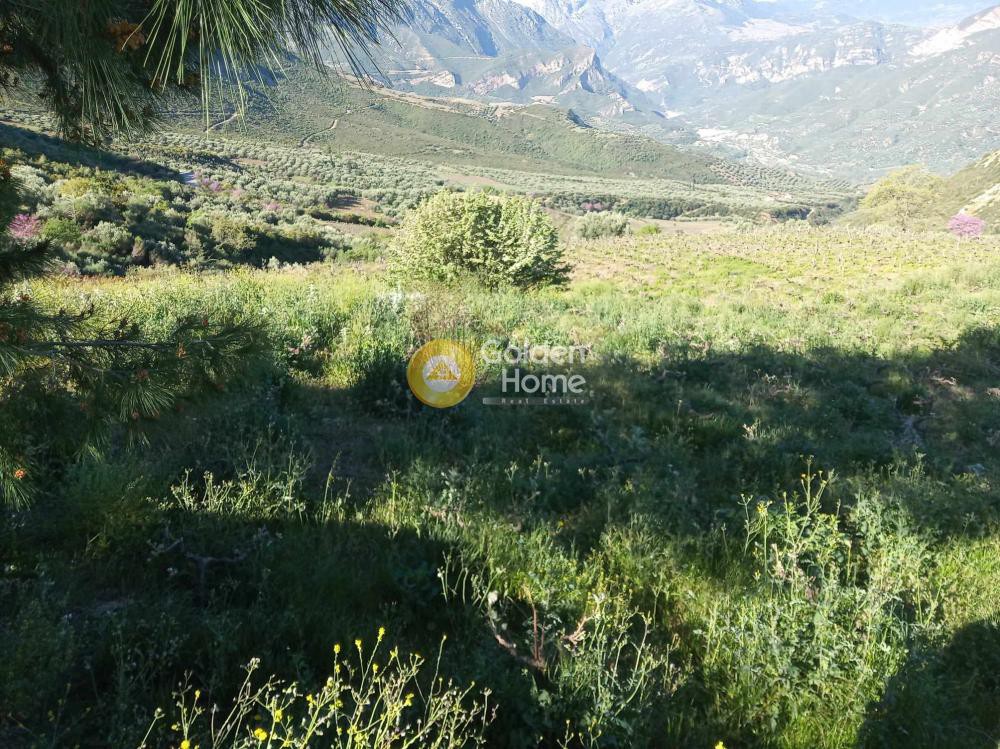 Αγροτεμάχια 11.200 τ.μ. προς πώληση, Αχλαδιά Αιγίου