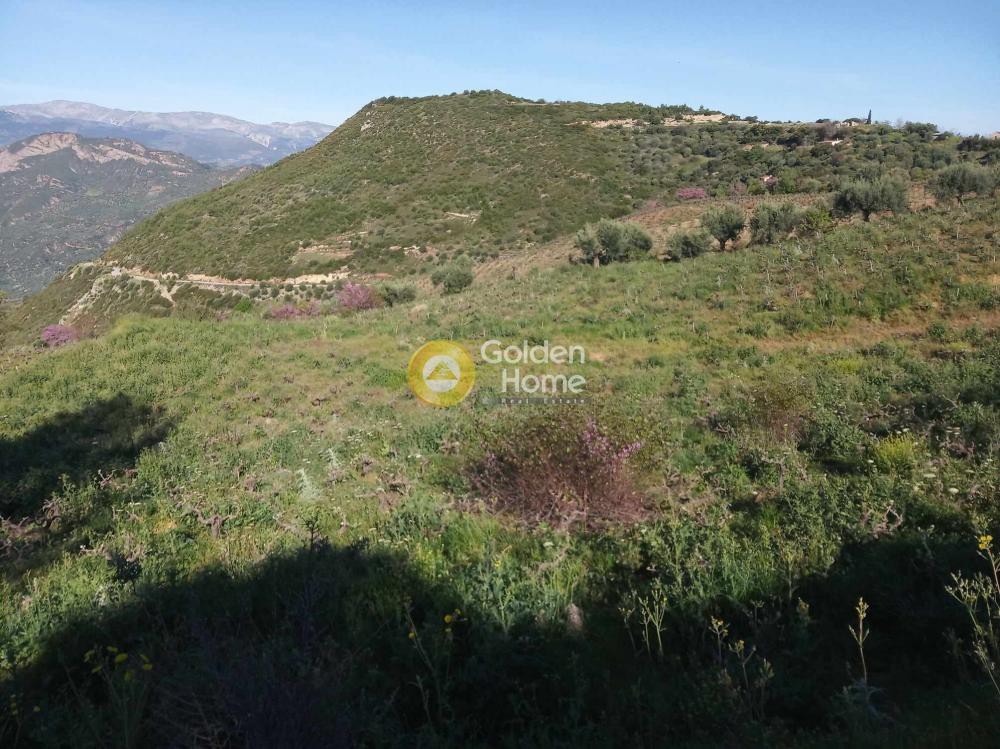 Αγροτεμάχια 11.200 τ.μ. προς πώληση, Αχλαδιά Αιγίου
