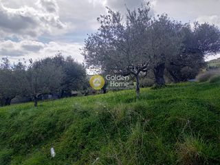 Αγροτεμάχια 3.000 τ.μ. για πώληση