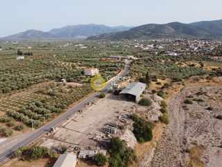 Αγροτεμάχια 5.004 τ.μ. για πώληση