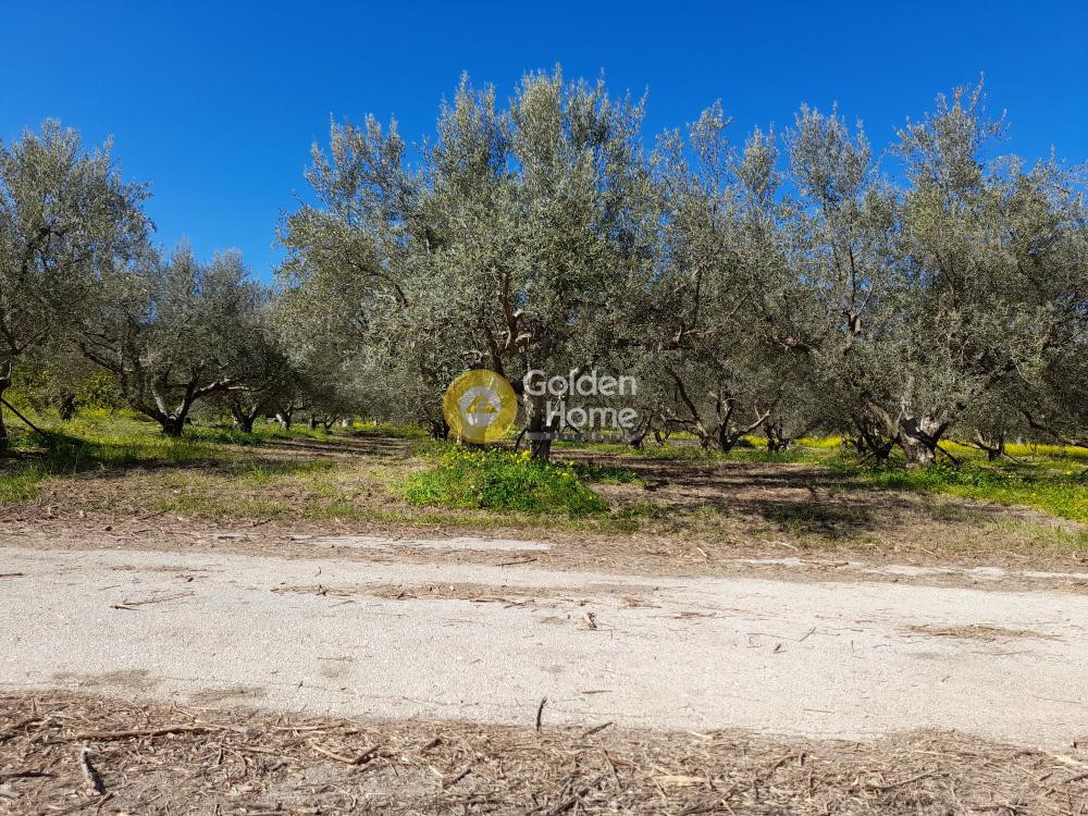 Αγροτεμάχια 3.325 τ.μ. προς πώληση, Γελινιάτικα