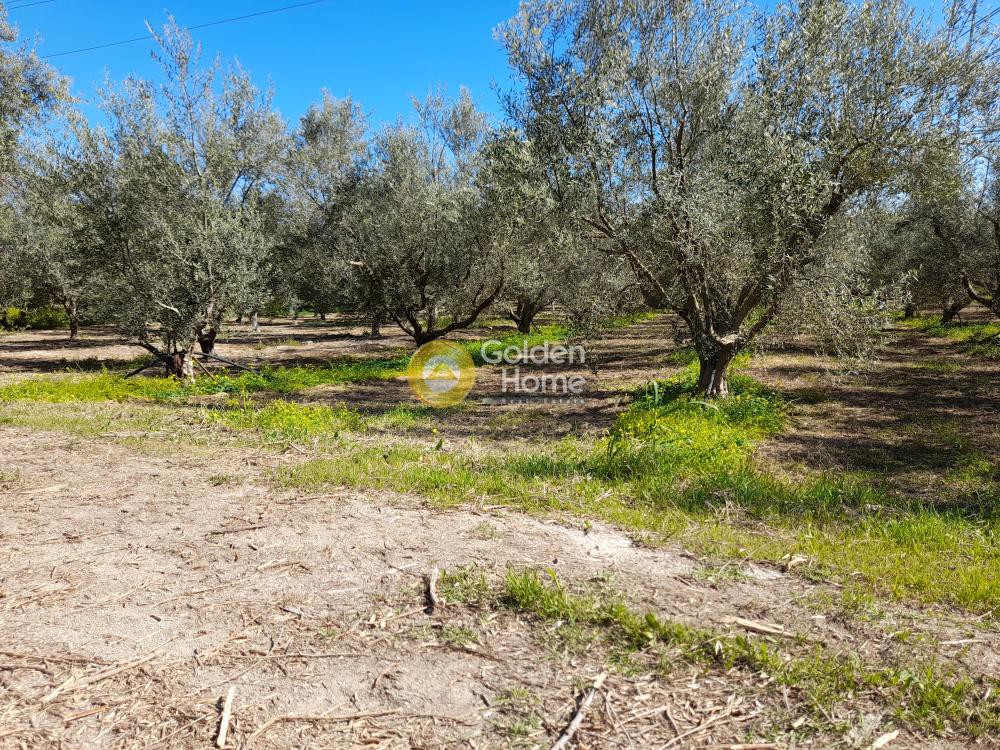 Αγροτεμάχια 3.325 τ.μ. προς πώληση, Γελινιάτικα