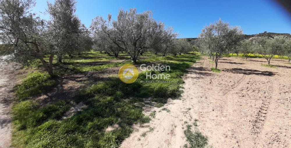 Αγροτεμάχια 3.325 τ.μ. προς πώληση, Γελινιάτικα