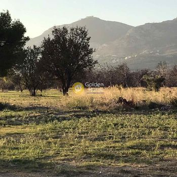 Αγροτεμάχια 40.000 τ.μ. προς ενοικίαση