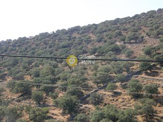 Αγροτεμάχια 26.000 τ.μ. για πώληση