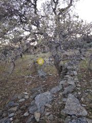 Οικόπεδο 3.584 τ.μ. για πώληση