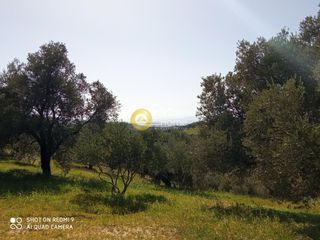Αγροτεμάχια 2.150 τ.μ. προς πώληση, Κισσοί-thumb-1