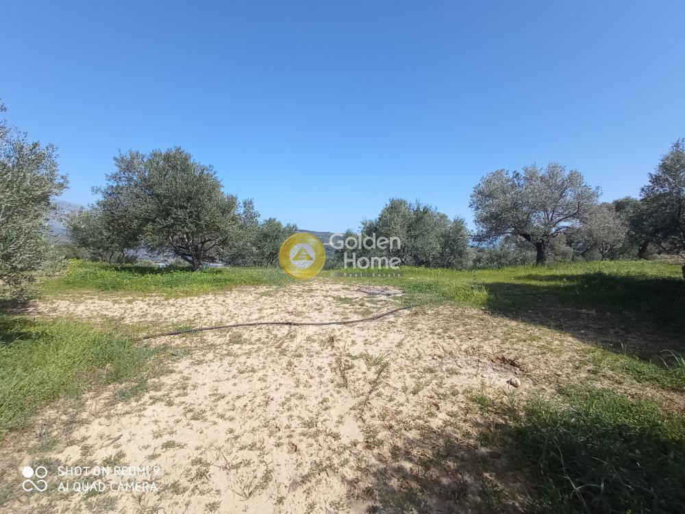 Αγροτεμάχια 2.150 τ.μ. προς πώληση, Κισσοί