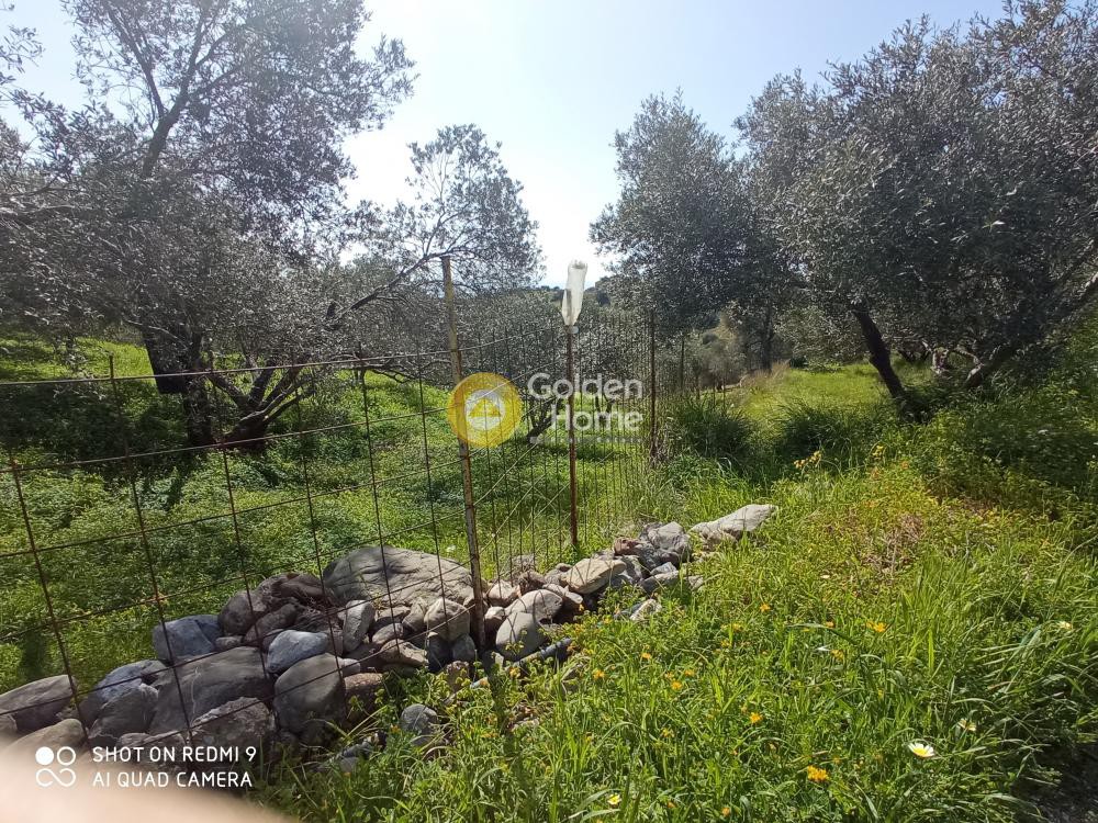 Αγροτεμάχια 2.150 τ.μ. προς πώληση, Κισσοί