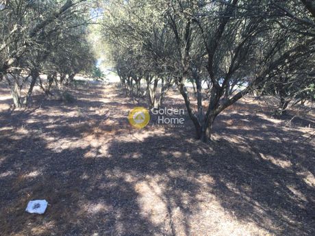 Αγροτεμάχια 7.700τ.μ. για πώληση-Θέρμη » Πλαγιάρι
