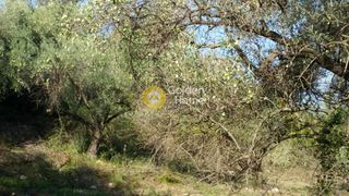 Αγροτεμάχια 4.370 τ.μ. προς πώληση, Καραθώνα-thumb-5