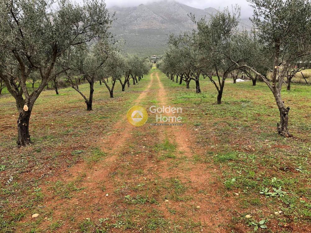 Αγροτεμάχια 6.300 τ.μ. προς πώληση, Άγιοι Ασώματοι Ερέτριας