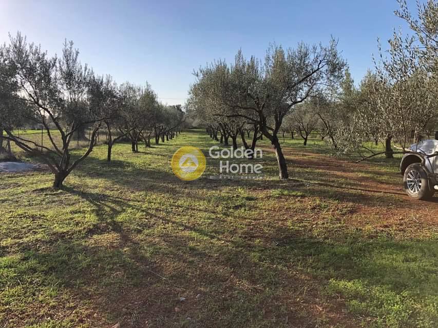 Αγροτεμάχια 6.300 τ.μ. προς πώληση, Άγιοι Ασώματοι Ερέτριας