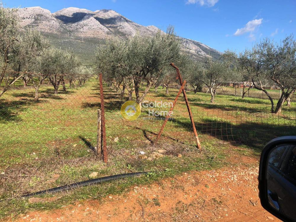 Αγροτεμάχια 6.300 τ.μ. προς πώληση, Άγιοι Ασώματοι Ερέτριας
