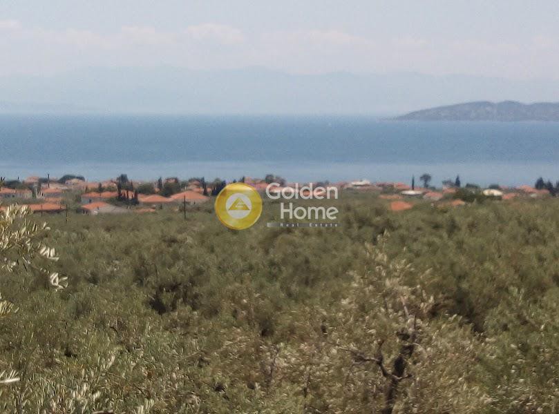 Αγροτεμάχια 7.500 τ.μ. πρός πώληση, Μαγνησία, Αγριά