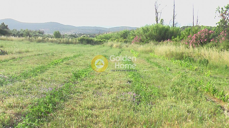 Αγροτεμάχια 15.000 τ.μ. προς πώληση, Αλιβέρι