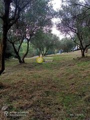 Αγροτεμάχια 5.000 τ.μ. για πώληση, Αχαΐα, Μεσσατίδα-thumb-1