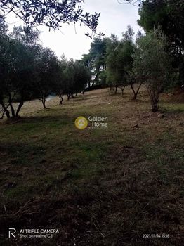 Αγροτεμάχια 5.000τ.μ. για πώληση-Μεσσατίδα » Καλλιθεόκαμπος