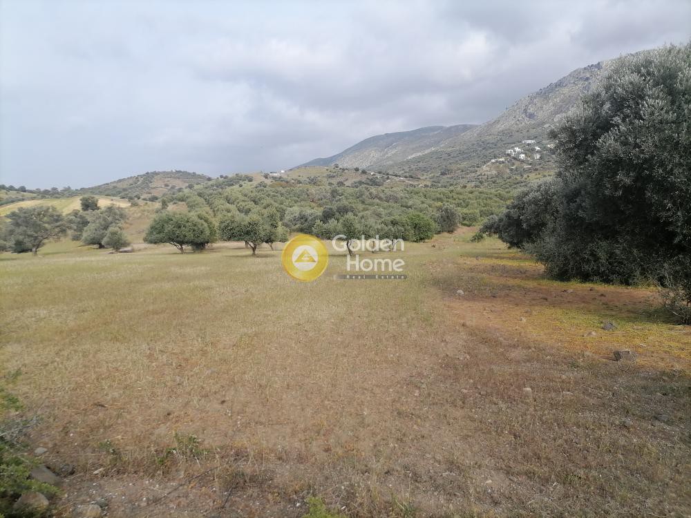 Αγροτεμάχια 4.000 τ.μ. προς πώληση, Λίσταρος