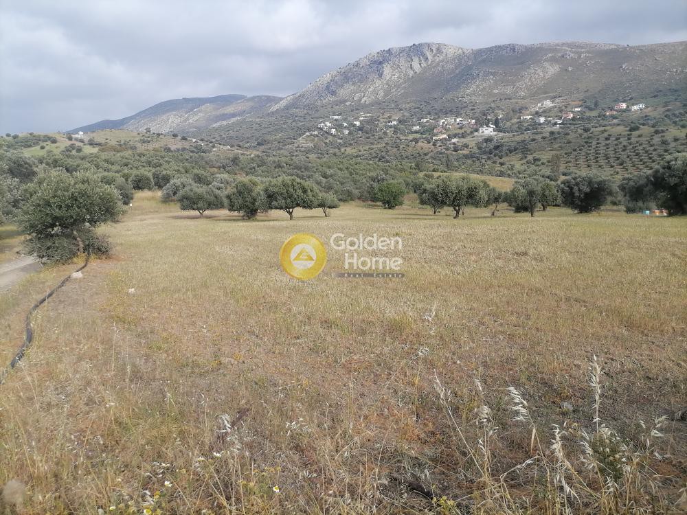 Αγροτεμάχια 4.000 τ.μ. προς πώληση, Λίσταρος