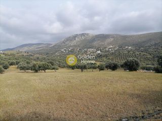 Αγροτεμάχια 4.000 τ.μ. για πώληση