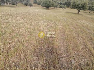 Αγροτεμάχια 4.000 τ.μ. προς πώληση, Λίσταρος-thumb-12