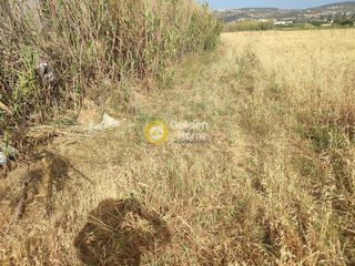 Αγροτεμάχια 5.000 τ.μ. προς πώληση, Γλυφάδες-thumb-1
