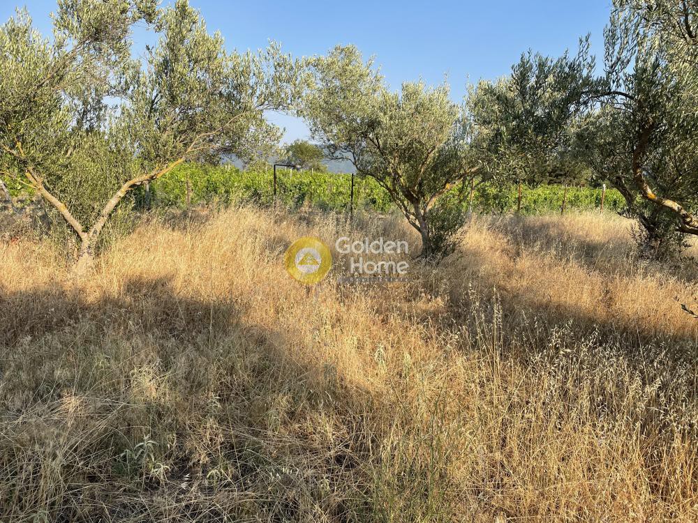 Αγροτεμάχια 7.000 τ.μ. προς πώληση, Σχολάρι