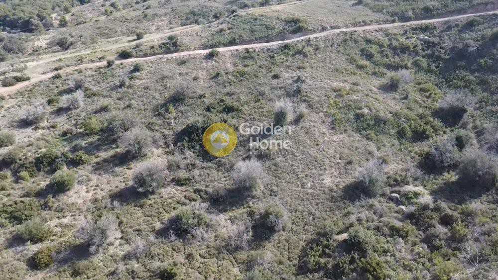 Αγροτεμάχια 9.600 τ.μ. προς πώληση, Θυνί