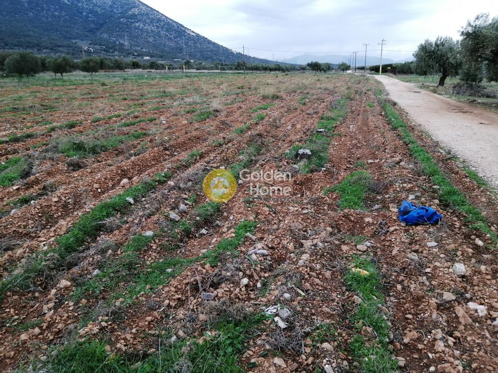 Αγροτεμάχια 4.679 τ.μ. προς ενοικίαση, Αθήνα - Ανατολικά Προάστια, Παιανία