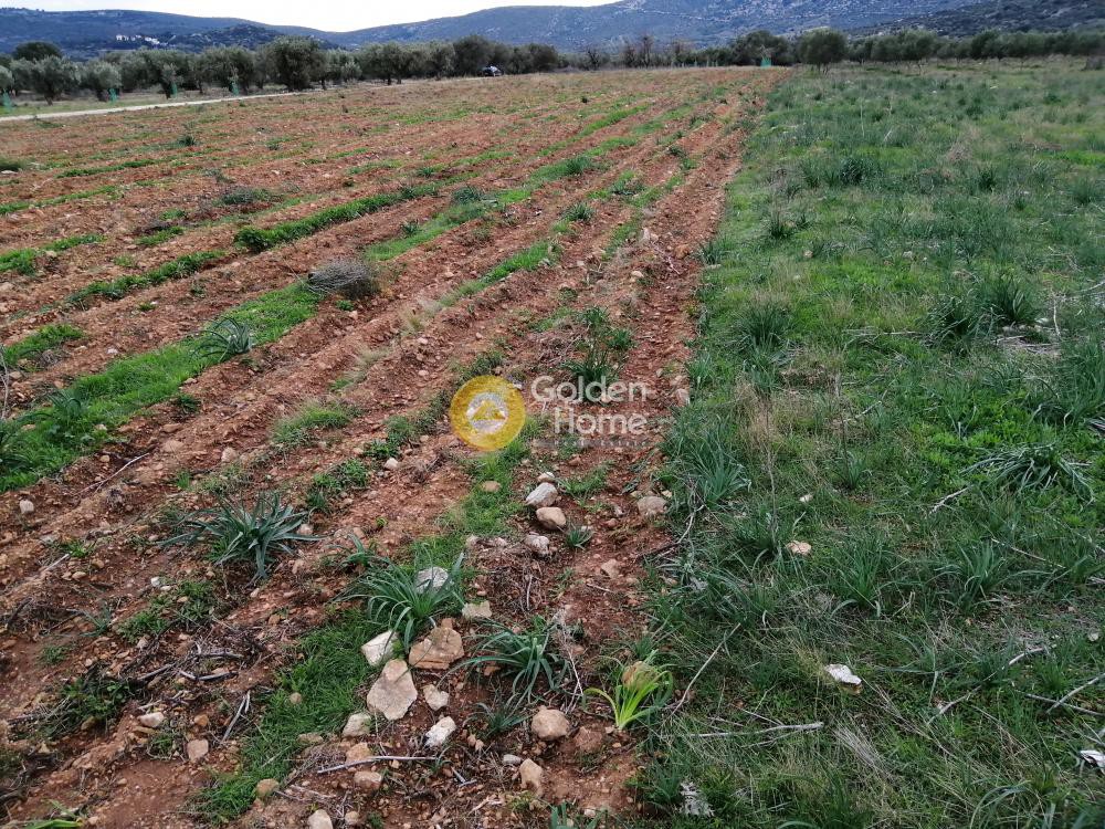 Αγροτεμάχια 4.679 τ.μ. προς ενοικίαση, Αθήνα - Ανατολικά Προάστια, Παιανία