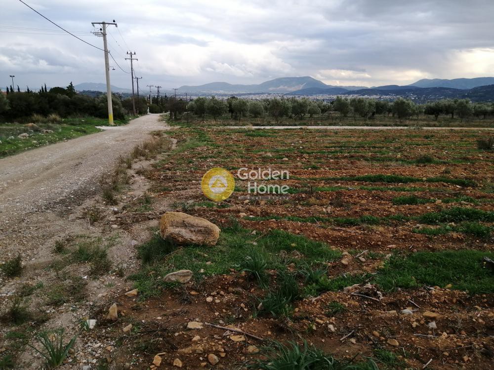 Αγροτεμάχια 4.679 τ.μ. προς ενοικίαση, Αθήνα - Ανατολικά Προάστια, Παιανία