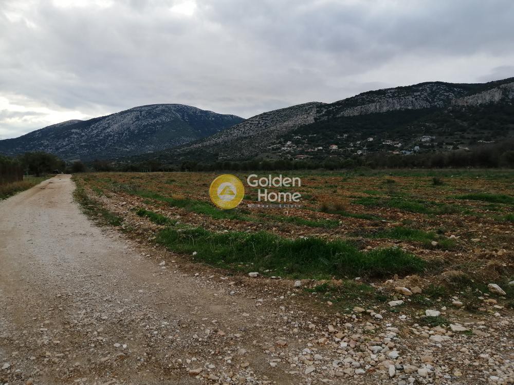 Αγροτεμάχια 4.679 τ.μ. προς ενοικίαση, Αθήνα - Ανατολικά Προάστια, Παιανία