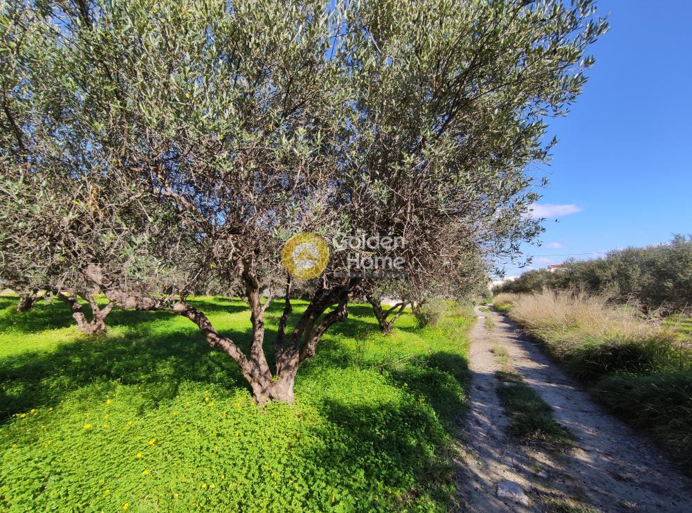 Οικόπεδο 1.000 τ.μ. προς πώληση, Βασιλείες