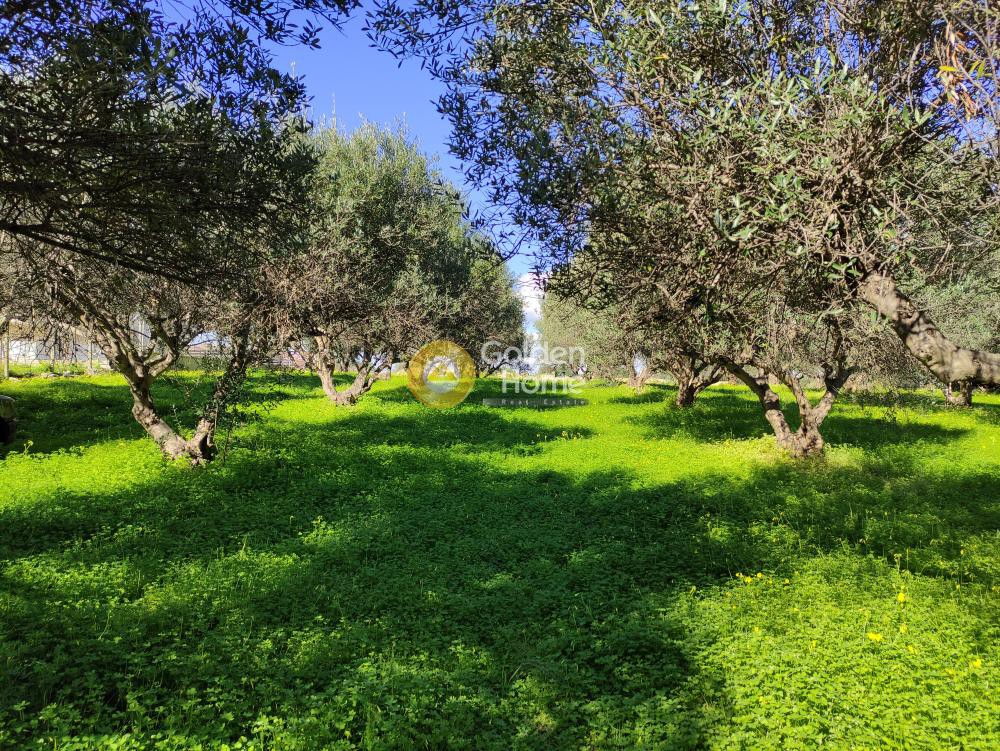 Οικόπεδο 1.000 τ.μ. προς πώληση, Βασιλείες