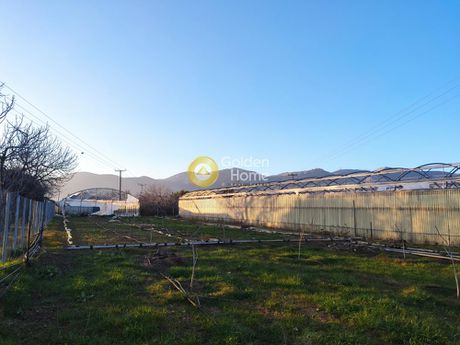 Αγροτεμάχια 4.600 τ.μ. για πώληση
