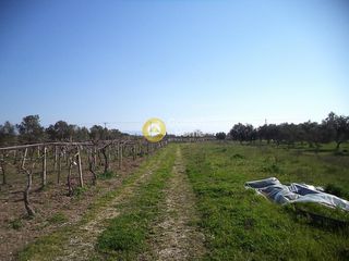 Αγροτεμάχια 3.103 τ.μ. για πώληση
