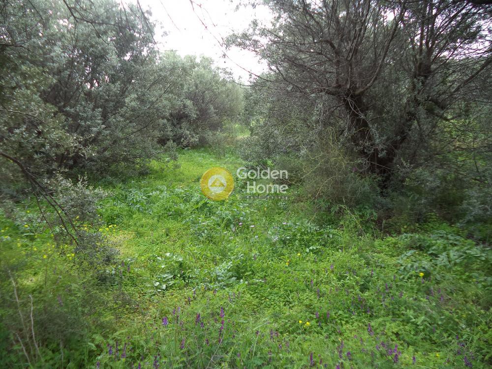 Αγροτεμάχια 1.136 τ.μ. προς πώληση, Άμπελος Ακράτας