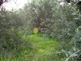 Αγροτεμάχια 1.136 τ.μ. προς πώληση, Άμπελος Ακράτας-thumb-5