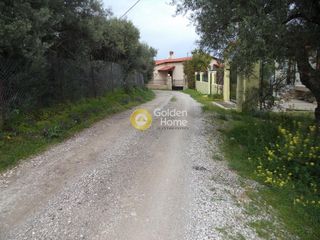 Αγροτεμάχια 1.136 τ.μ. για πώληση