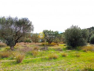 Αγροτεμάχια 2.278 τ.μ. προς πώληση