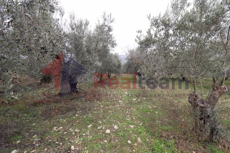 Αγροτεμάχια 7.700τ.μ. για πώληση-Αισωνία